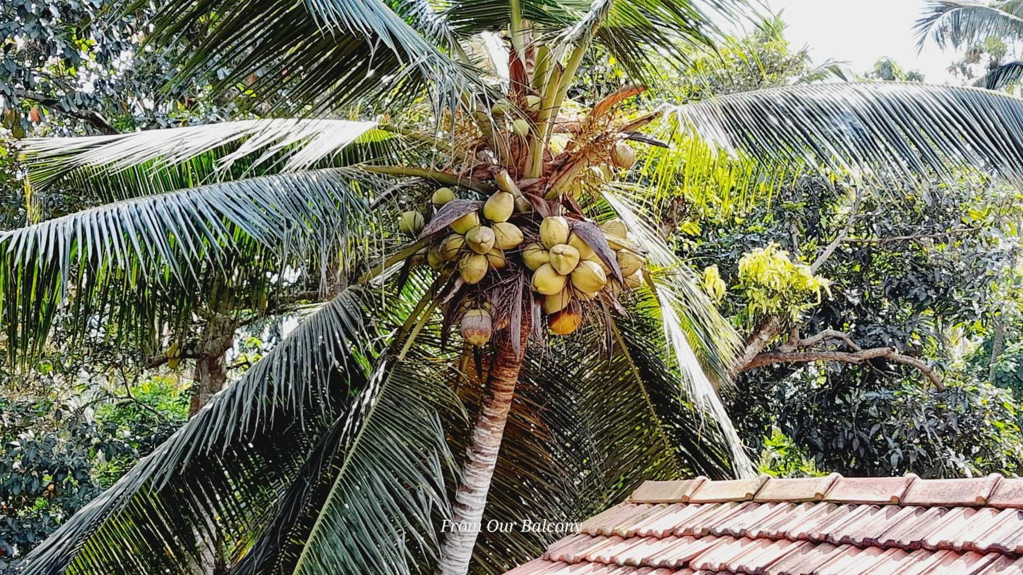 Le Meridien Bnb For Foreign Travelers Negombo Esterno foto